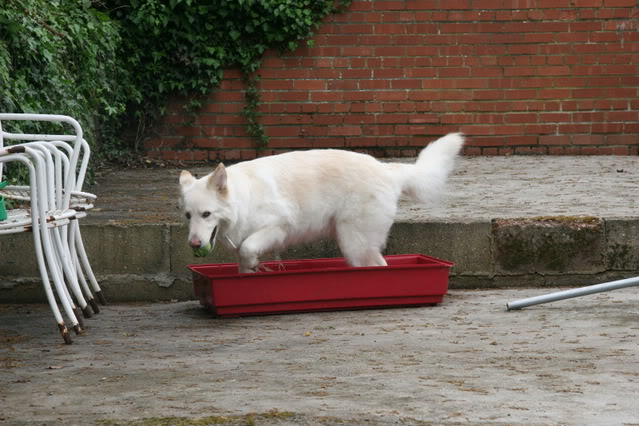 Maddison; 4 year old white GSD 015-1