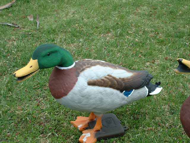 mallard flocker ! GHMallard2