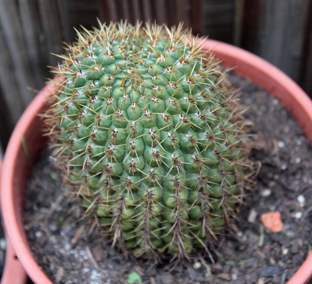 ID of this double headed cactus IMG_0115_S_zpse8f72696