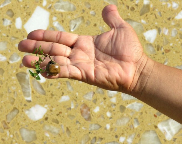 Mame Bonsai - smaller than small. Mctttnm