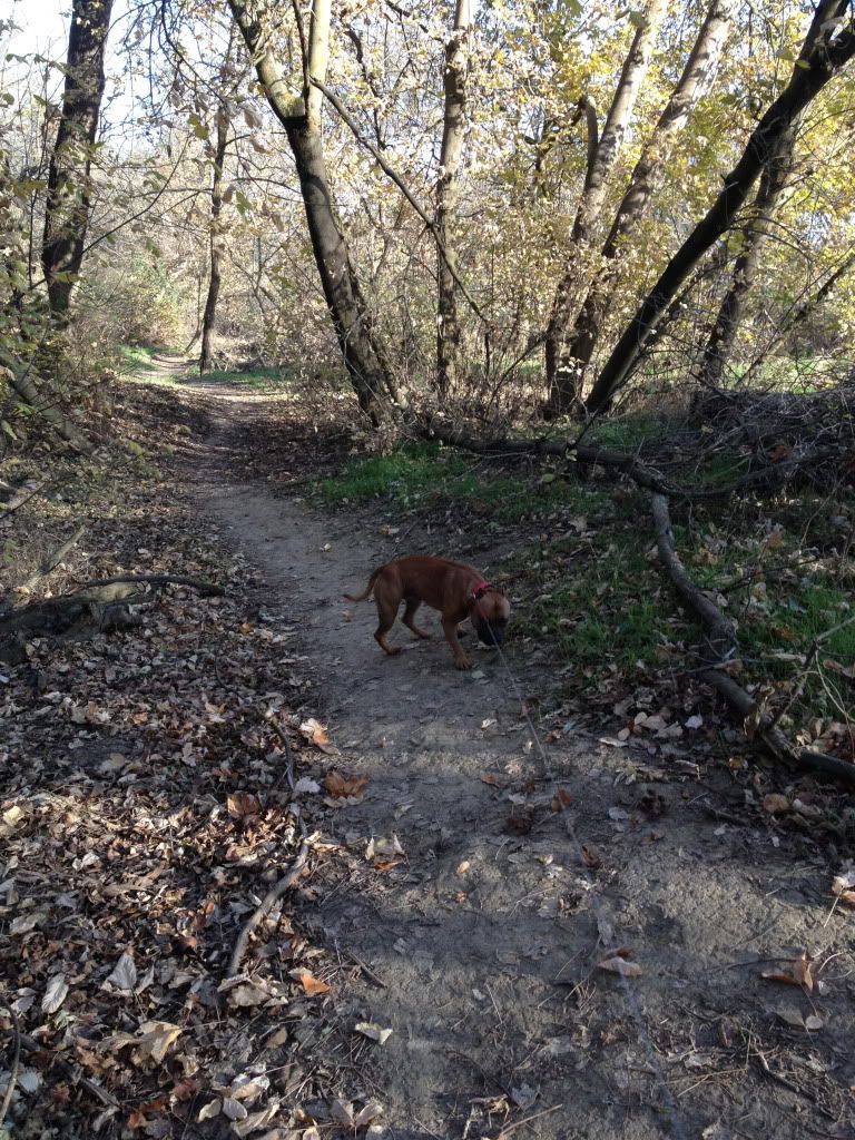 Walk by the Creek today IMG_1005