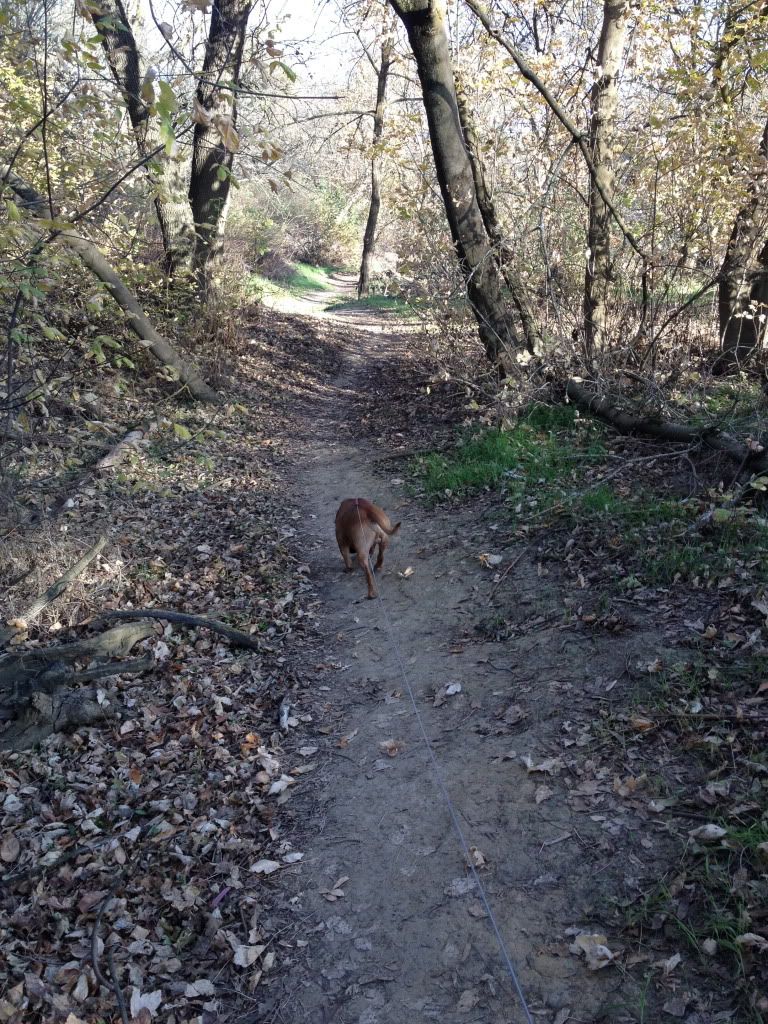 Walk by the Creek today IMG_1007