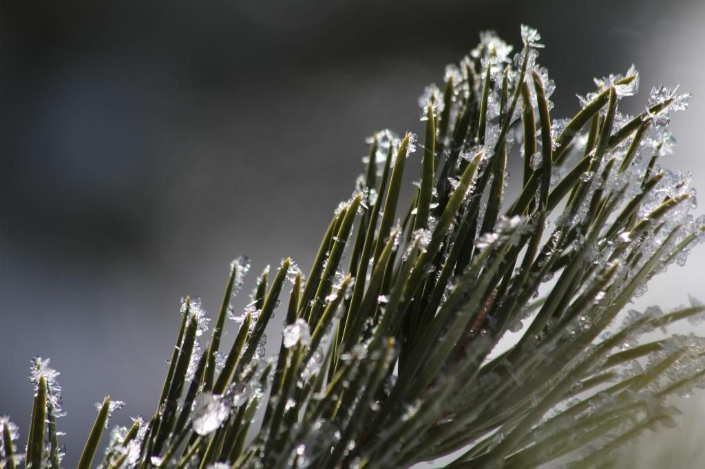 Pics from today's snowshoe hike (Keith... taken with the Canon) IMG_2374_zps0193fb51