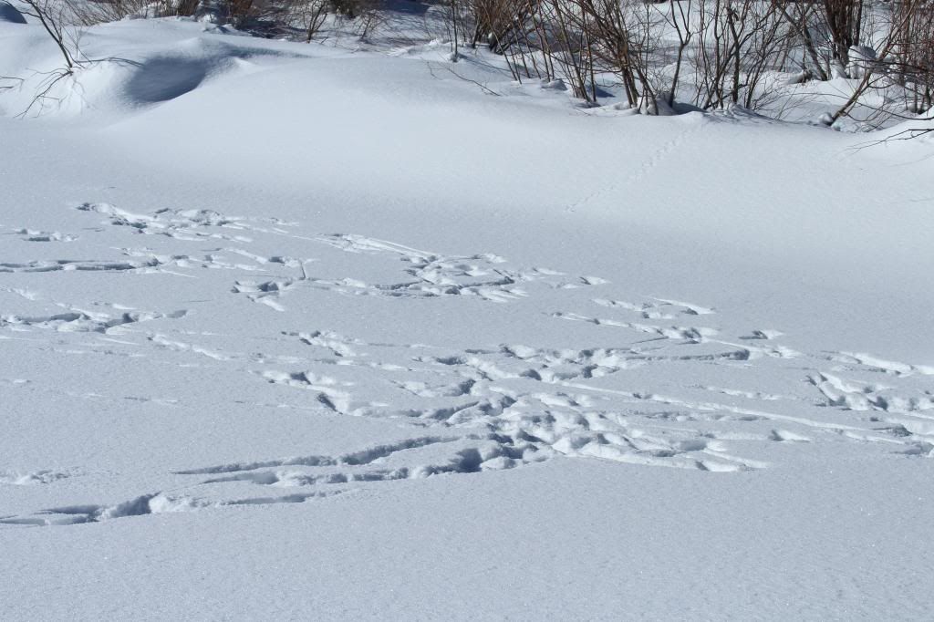 Pics from today's snowshoe hike (Keith... taken with the Canon) IMG_2385_zps568f6e2f