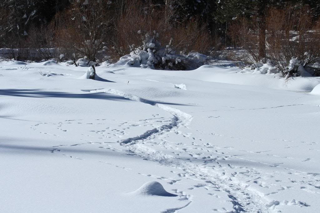 Pics from today's snowshoe hike (Keith... taken with the Canon) IMG_2386_zpsa190782c