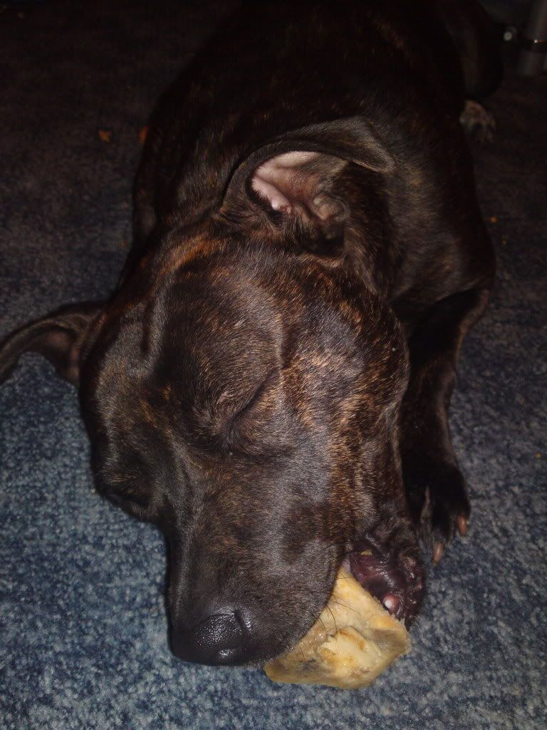 Jemma and her bone + randoms, pic heavy 13072011184