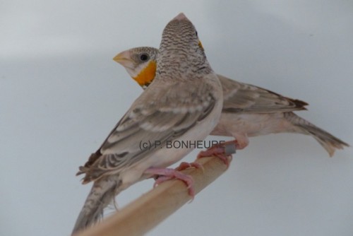 bandvink bruin , opaal , wildkleur  GeelbandOpaalF3kl