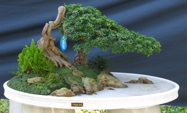 Bonsai Lanscaping exhibition at Spring Flower Festival (Viet Nam) L10