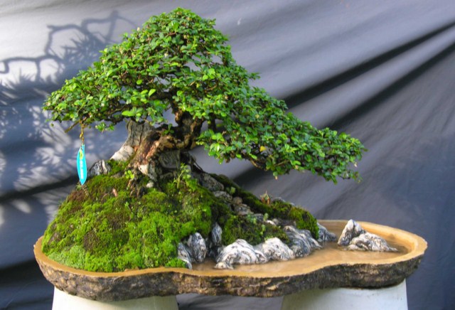 Bonsai Lanscaping exhibition at Spring Flower Festival (Viet Nam) L17