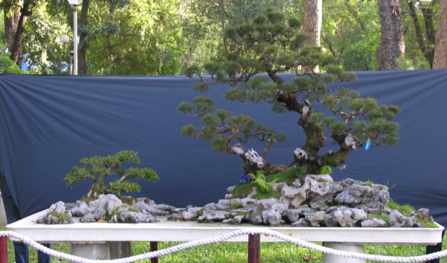 Bonsai Lanscaping exhibition at Spring Flower Festival (Viet Nam) L2