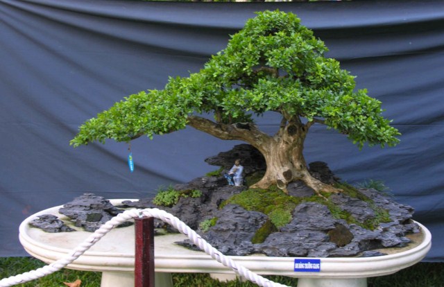 Bonsai Lanscaping exhibition at Spring Flower Festival (Viet Nam) L23