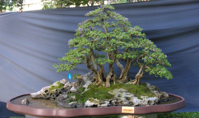 Bonsai Lanscaping exhibition at Spring Flower Festival (Viet Nam) L24