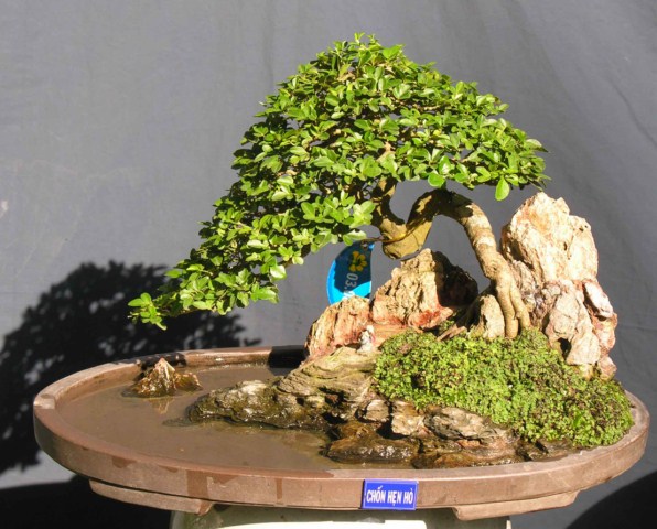 Bonsai Lanscaping exhibition at Spring Flower Festival (Viet Nam) L30