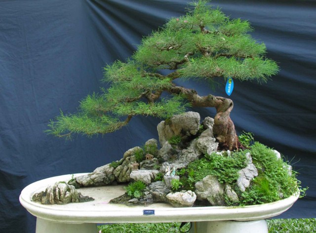 Bonsai Lanscaping exhibition at Spring Flower Festival (Viet Nam) L33