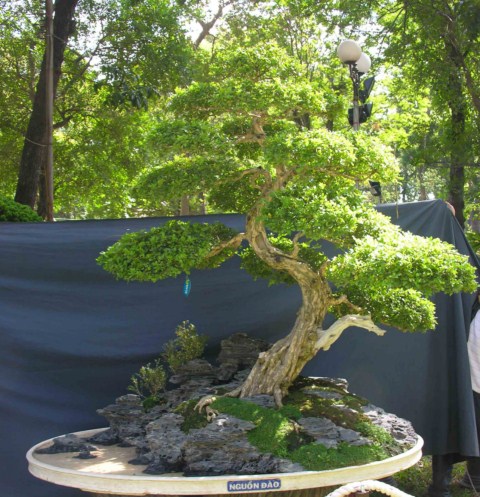 Bonsai Lanscaping exhibition at Spring Flower Festival (Viet Nam) L40