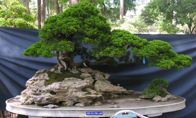 Bonsai Lanscaping exhibition at Spring Flower Festival (Viet Nam) L45