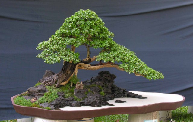 Bonsai Lanscaping exhibition at Spring Flower Festival (Viet Nam) L48