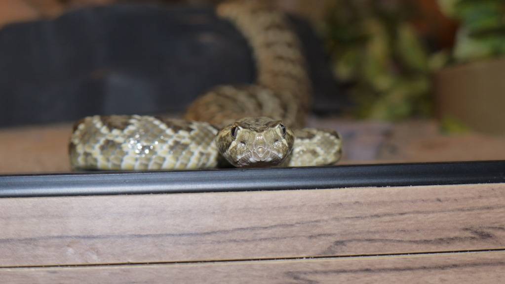 Some of my venomous snakes P1120716