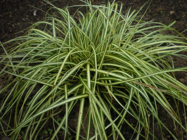 Carex morowii Aureovariegata ou juste Variegata 003-2