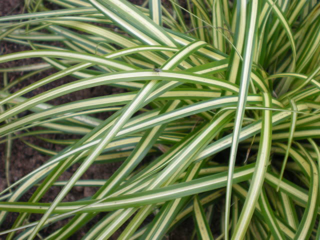 Carex morowii Aureovariegata ou juste Variegata 005