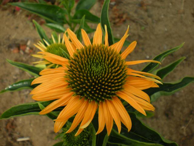 Echinacea Amber Mist 010-22