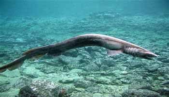 8 Ikan Hiu Teraneh Dan Terunik Ikan-hiu-berumbai-belut-Frilled-Shark