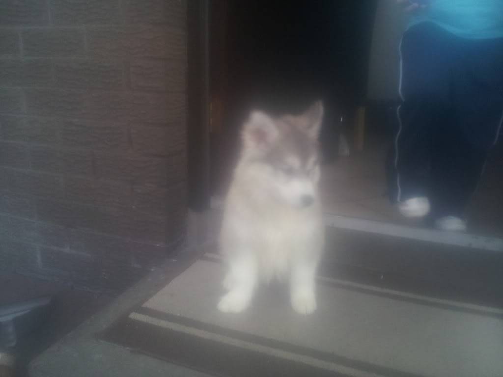 is my dog a husky or a malamute x 2013-02-02135921