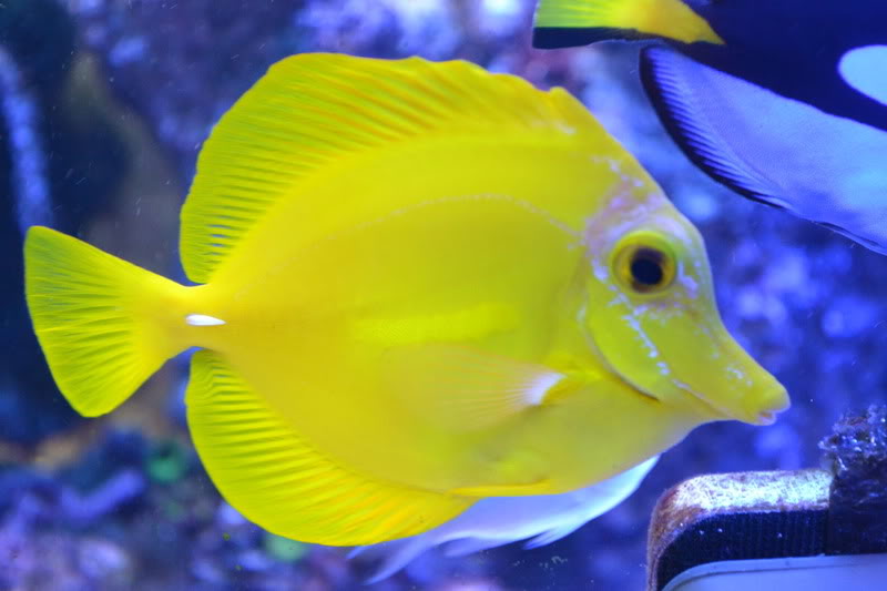 White around eye of yellow tang Yellowtang