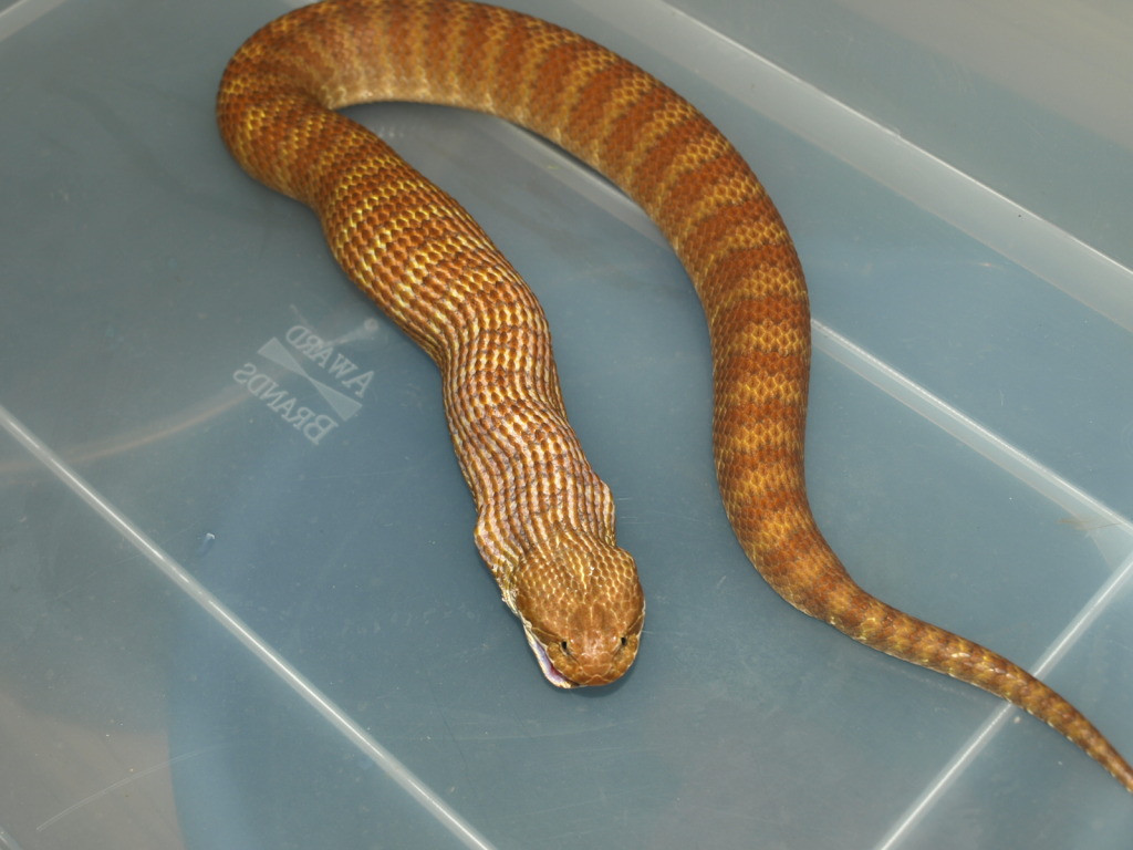 Acanthophis antarcticus (Camooweal) February19th201216