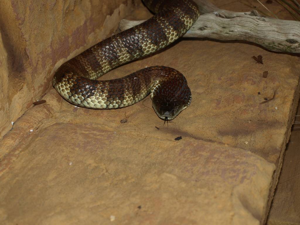 an Interesting Sydney Notechis scutatus November27th201169