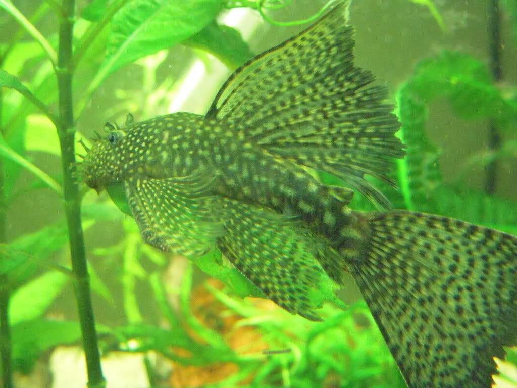 Just a pleco DSCN3792