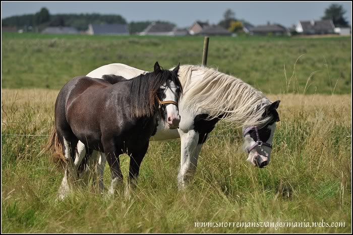 Notre petite irlandaise Bellyna SvG en juillet 2012 DSC_1079-klein