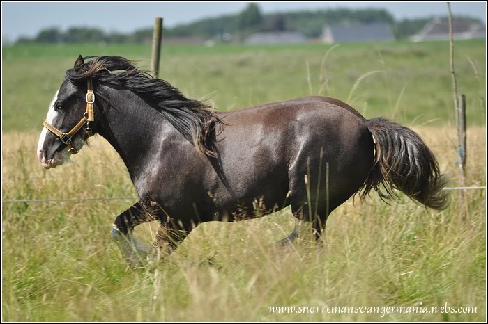 Notre petite irlandaise Bellyna SvG en juillet 2012 DSC_1093-klein