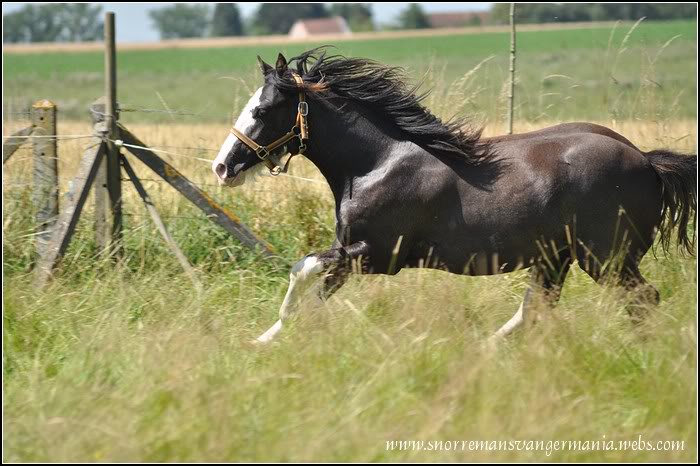 Notre petite irlandaise Bellyna SvG en juillet 2012 DSC_1095-klein