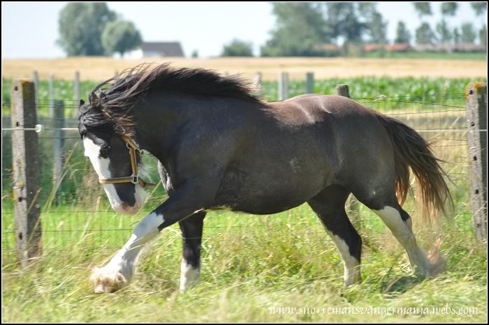 Notre petite irlandaise Bellyna SvG en juillet 2012 DSC_1097-klein