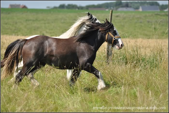 Notre petite irlandaise Bellyna SvG en juillet 2012 DSC_1132-klein