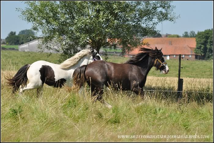 Notre petite irlandaise Bellyna SvG en juillet 2012 DSC_1135-klein