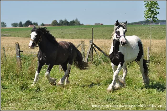 Notre petite irlandaise Bellyna SvG en juillet 2012 DSC_1241-klein