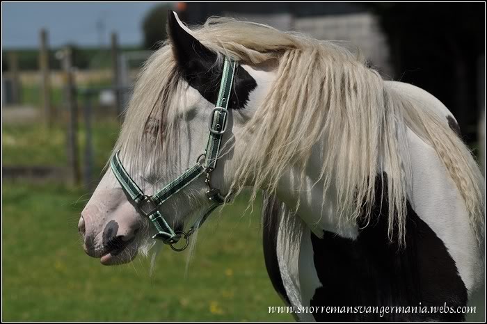 Cheval de rêve... Kendira SvG DSC_0129-klein