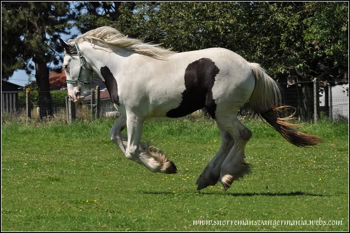 Cheval de rêve... Kendira SvG DSC_0151-klein