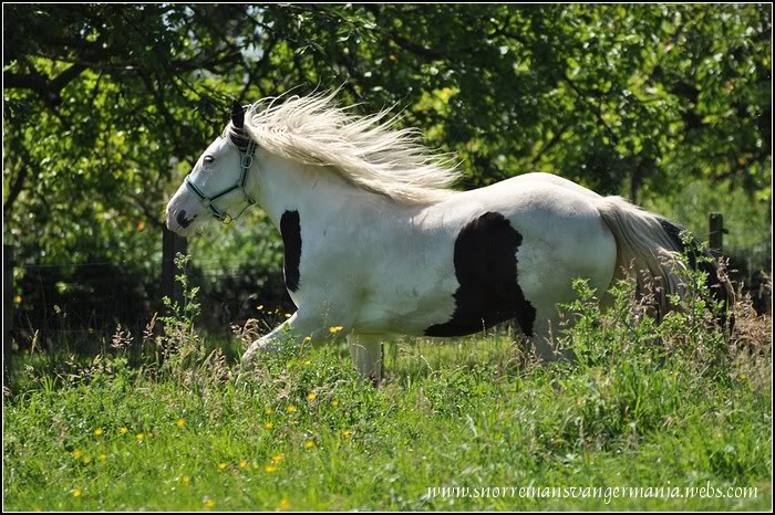 Cheval de rêve... Kendira SvG DSC_0245-klein