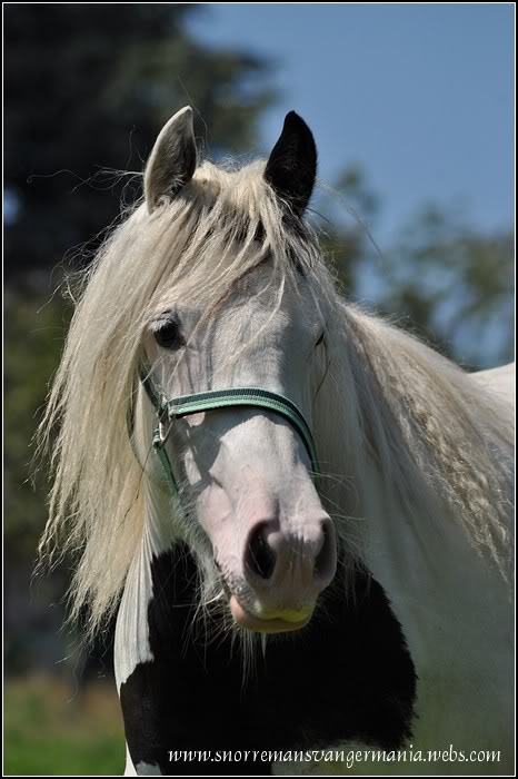 Cheval de rêve... Kendira SvG DSC_0330-klein