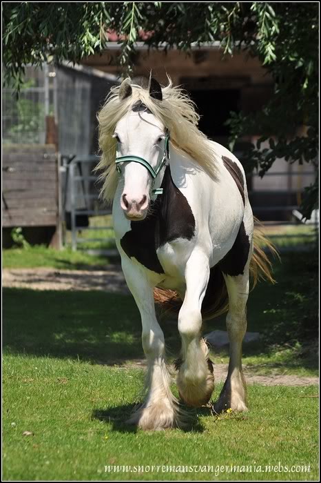 Cheval de rêve... Kendira SvG DSC_9955-klein