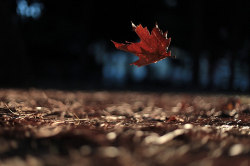 خـــــريـف فـى قـ♥ـلـبى ..  Air-autumn-falling-leaf-leaves-photography-Favim_com-74836