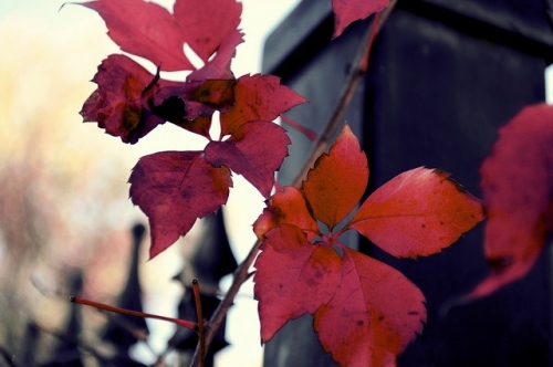 خـــــريـف فـى قـ♥ـلـبى ..  Art-autumn-blur-branch-colour-cute-Favim_com-109329