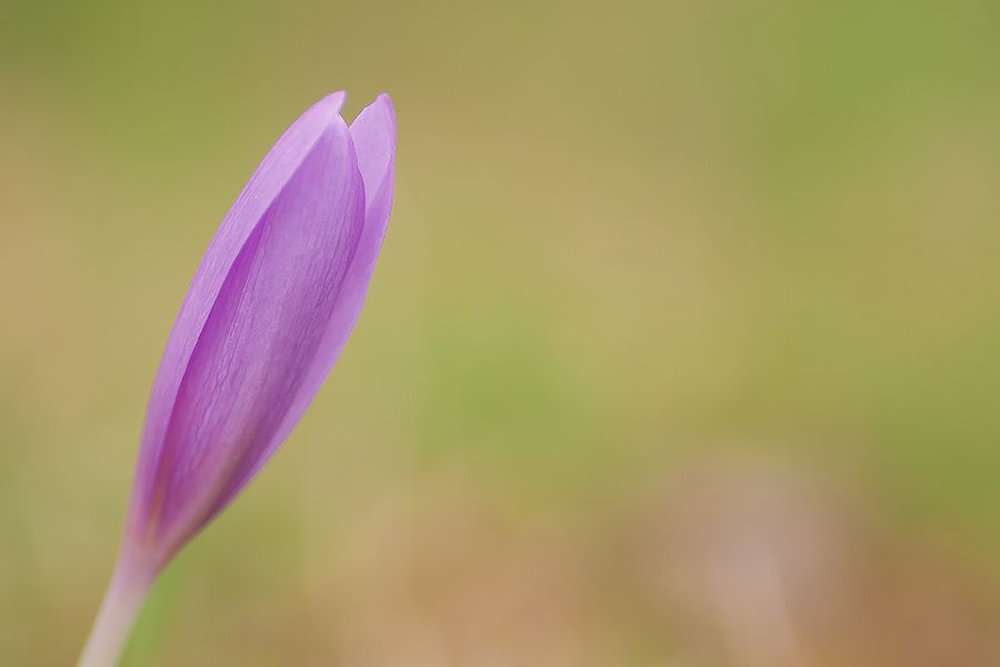 Wat ik zoal gedaan heb laatste tijd.. DSC04264900px