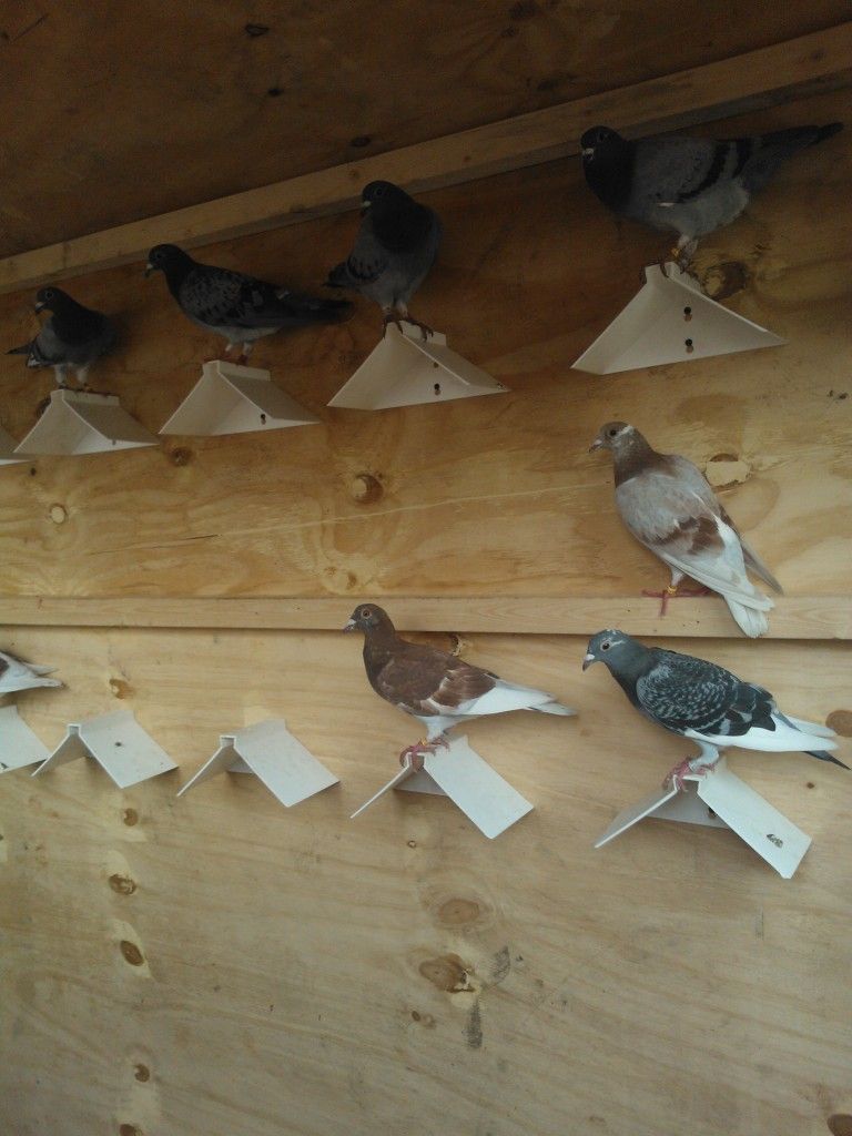 new young bird loft up and running Temporary-43