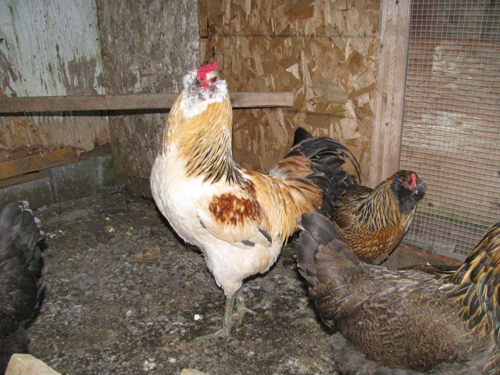 Mon coq Ameraucana a donner ou echanger contre une pondeuse IMG_5928