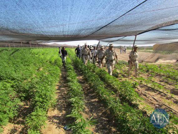 Descubre ejercito 120 hectáreas de marihuana en Ensenada (Plantío mas grande en la Republica) Eee