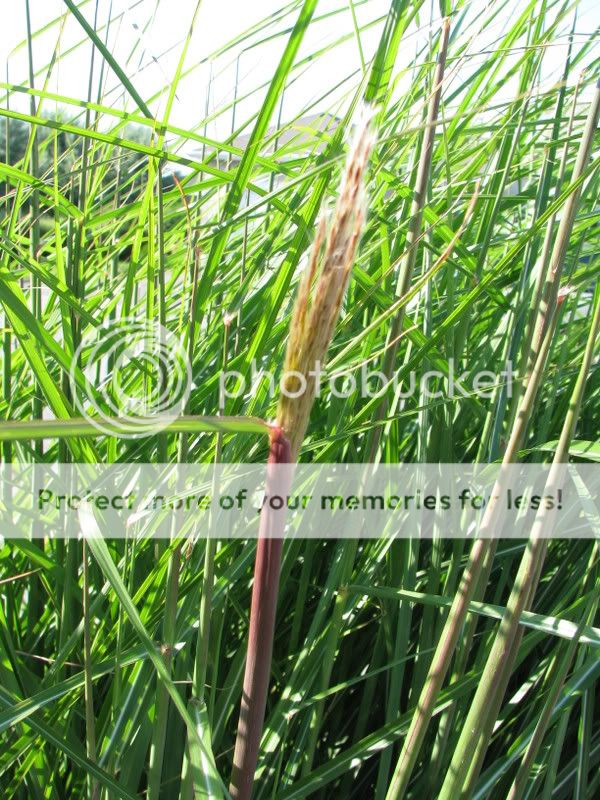 Miscanthus sinensis "Graziella" - Page 2 21aout08023